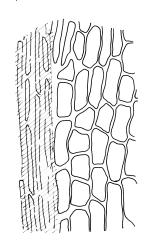 Encalypta  vulgaris, lower laminal cells adjacent to costa. Drawn from B.H. Macmillan 92/70, CHR 482423.
 Image: R.C. Wagstaff © Landcare Research 2014 